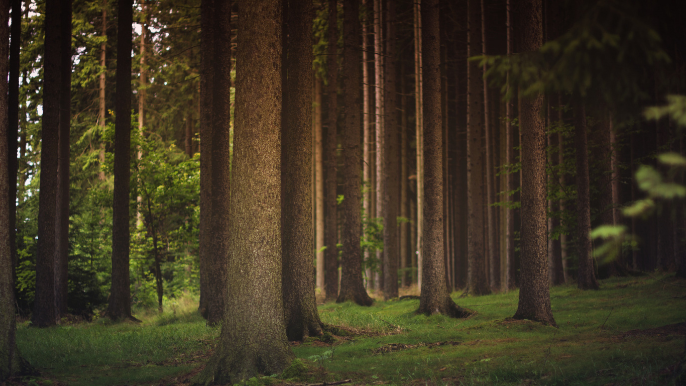 Brown Trees on Green Grass Field During Daytime. Wallpaper in 1366x768 Resolution