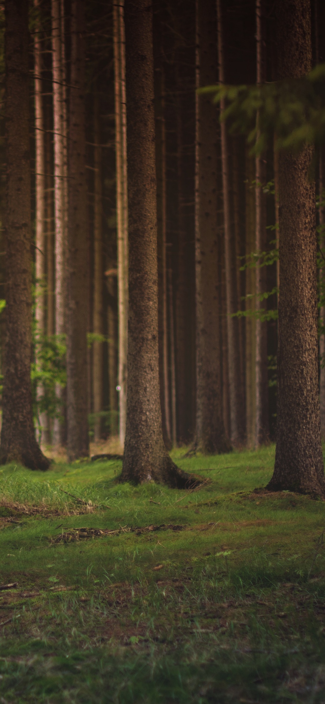 森林, 林地, 性质, 温带针叶林, 自然保护区 壁纸 1125x2436 允许