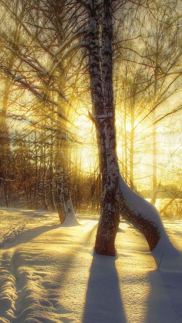 Arbres Bruns Sur Sol Couvert de Neige Pendant la Journée. Wallpaper in 720x1280 Resolution
