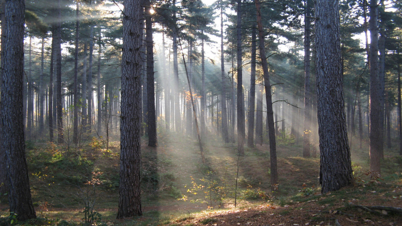 Brown Trees on Brown Soil. Wallpaper in 1366x768 Resolution