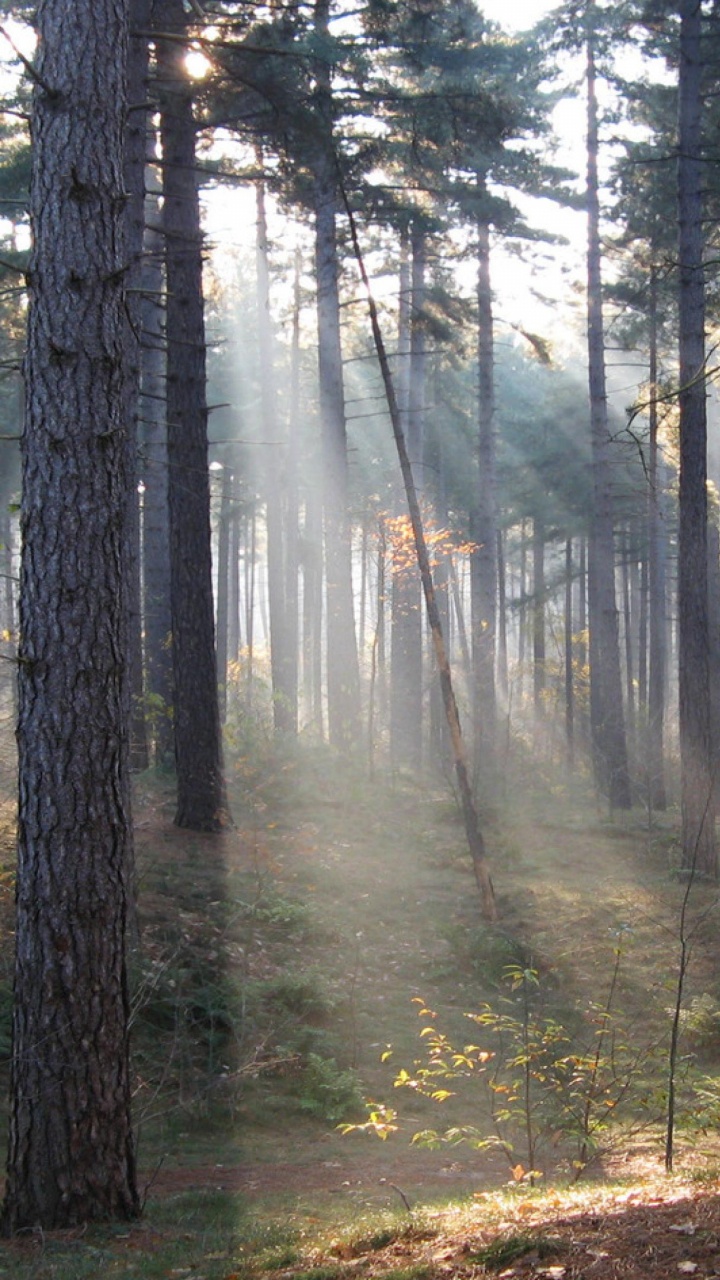 Arbres Bruns Sur Sol Brun. Wallpaper in 720x1280 Resolution