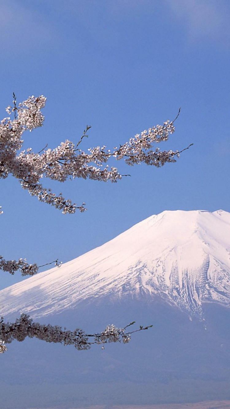 Brauner Baum Mit Schnee Oben. Wallpaper in 750x1334 Resolution