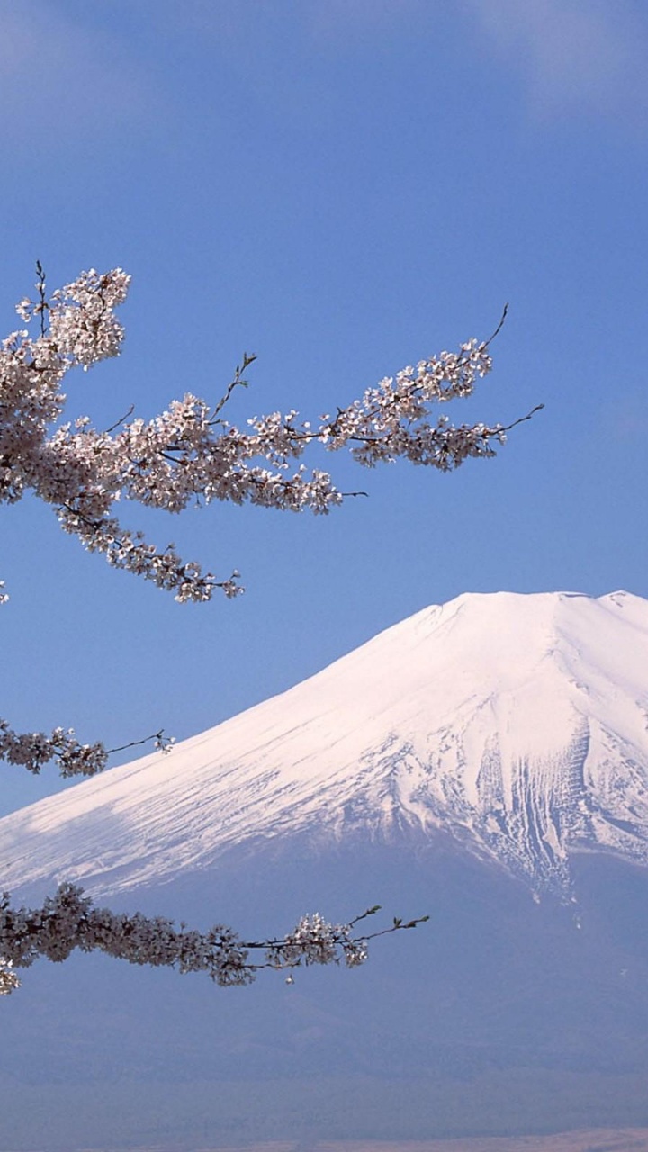 富士山, 开花, 樱花, 天空, 冬天 壁纸 720x1280 允许