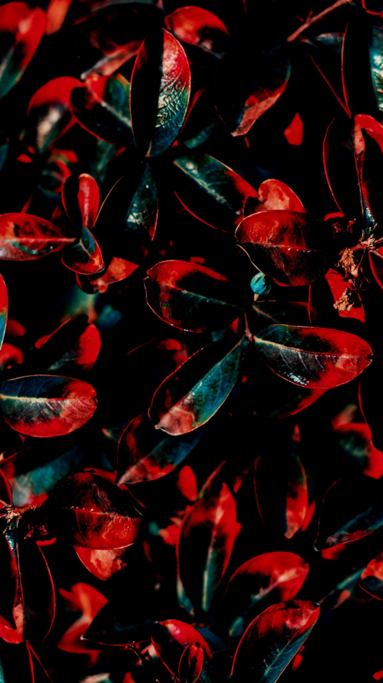 Color, Red, Green, Blue, Feuille. Wallpaper in 750x1334 Resolution
