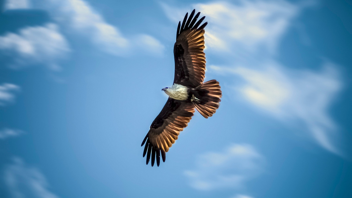 Brown and White Bird Flying Under Blue Sky During Daytime. Wallpaper in 1366x768 Resolution