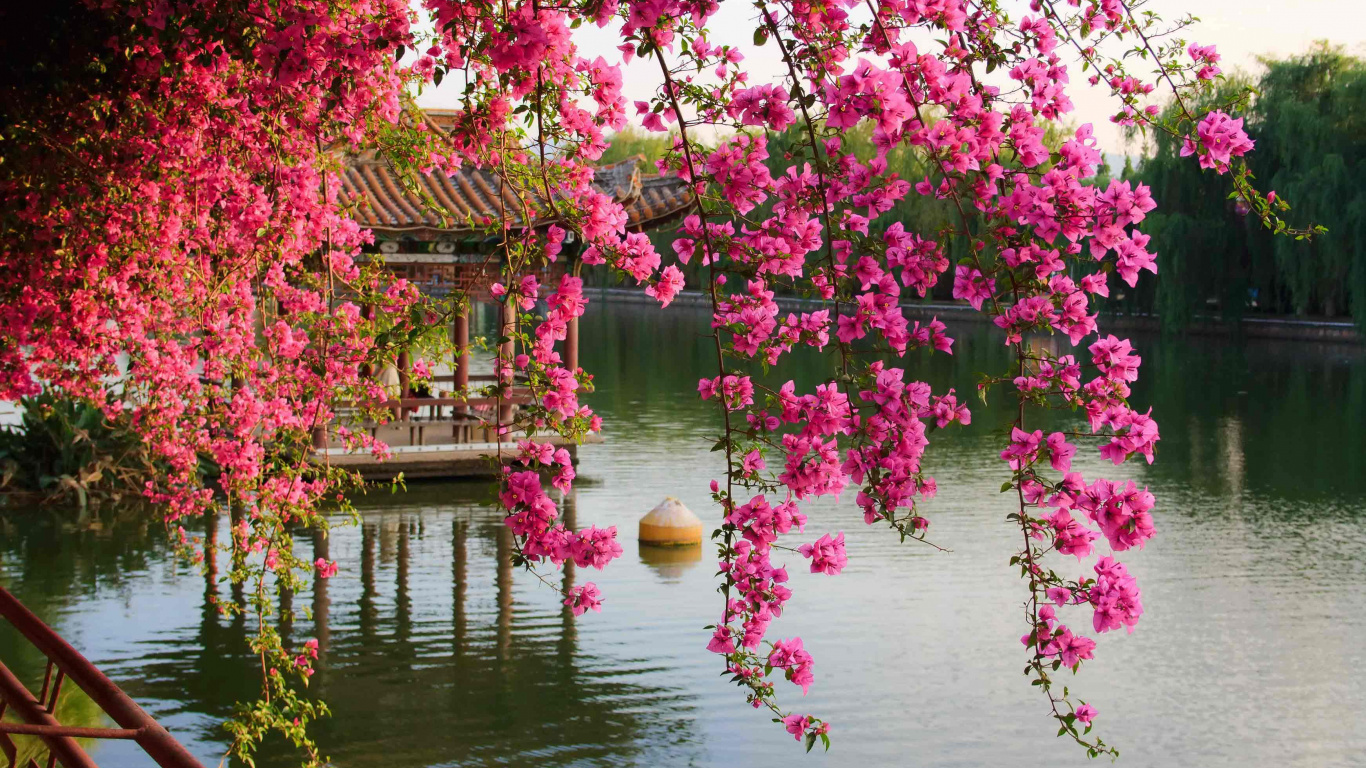 Pink Cherry Blossom Tree Near Body of Water During Daytime. Wallpaper in 1366x768 Resolution