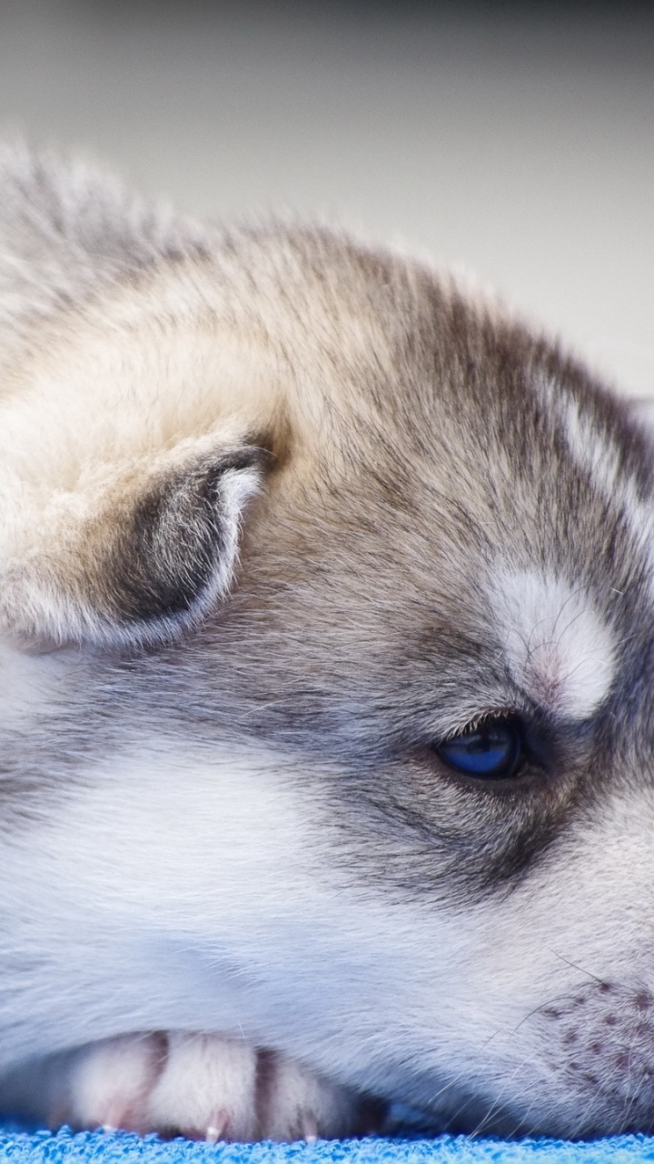 萨哈林赫斯基, 加拿大的爱斯基摩狗, 微型哈士奇, 格陵兰的狗, 小狗 壁纸 720x1280 允许