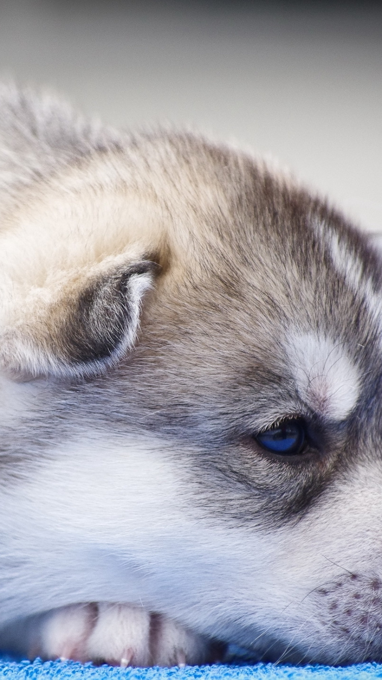萨哈林赫斯基, 加拿大的爱斯基摩狗, 微型哈士奇, 格陵兰的狗, 小狗 壁纸 750x1334 允许