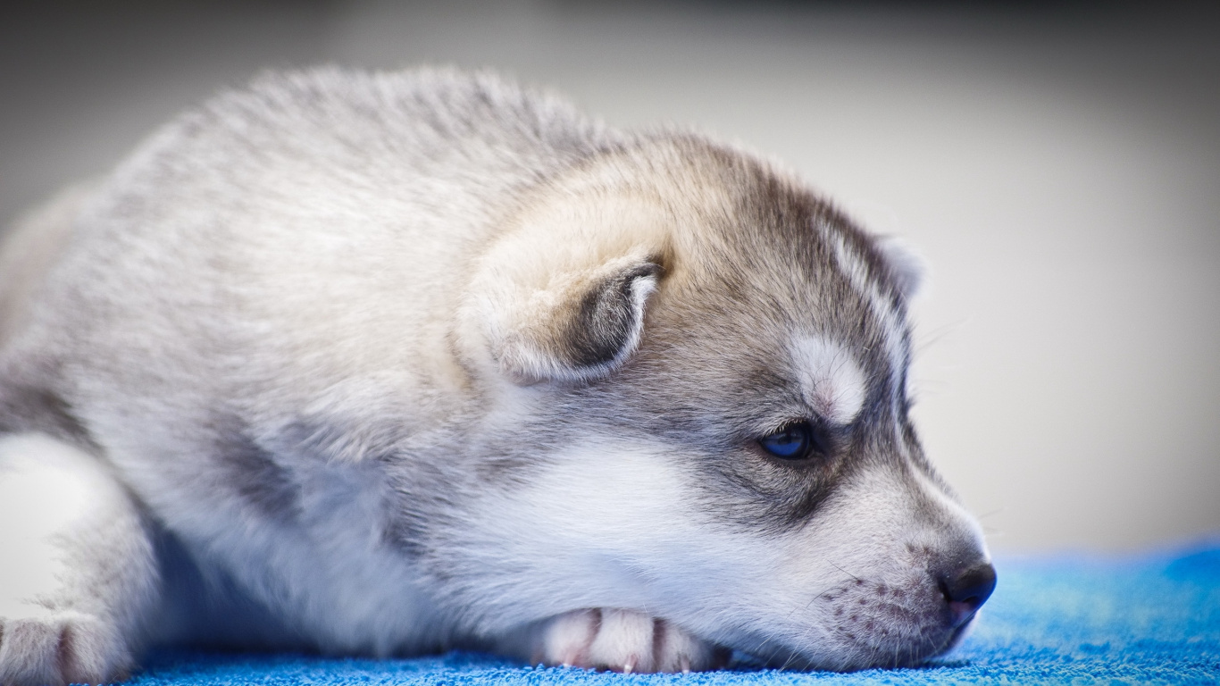 White and Brown Siberian Husky Puppy. Wallpaper in 1366x768 Resolution
