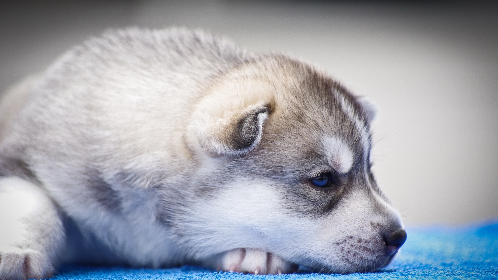 White and Brown Siberian Husky Puppy. Wallpaper in 1920x1080 Resolution