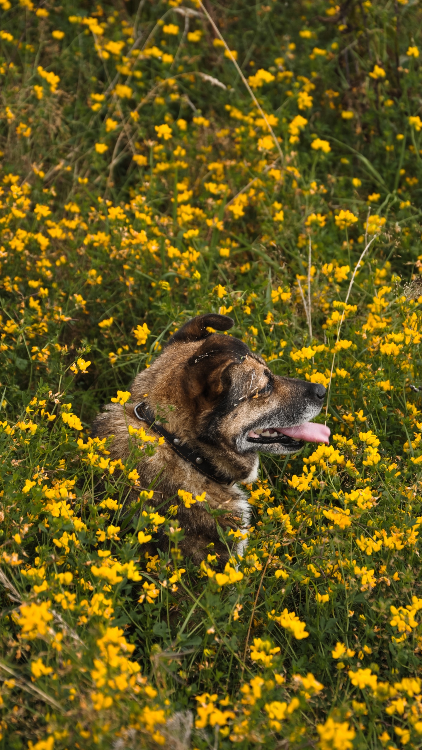 Perro de Pelo Corto Marrón y Negro en Campo de Flores Amarillas Durante el Día. Wallpaper in 1440x2560 Resolution