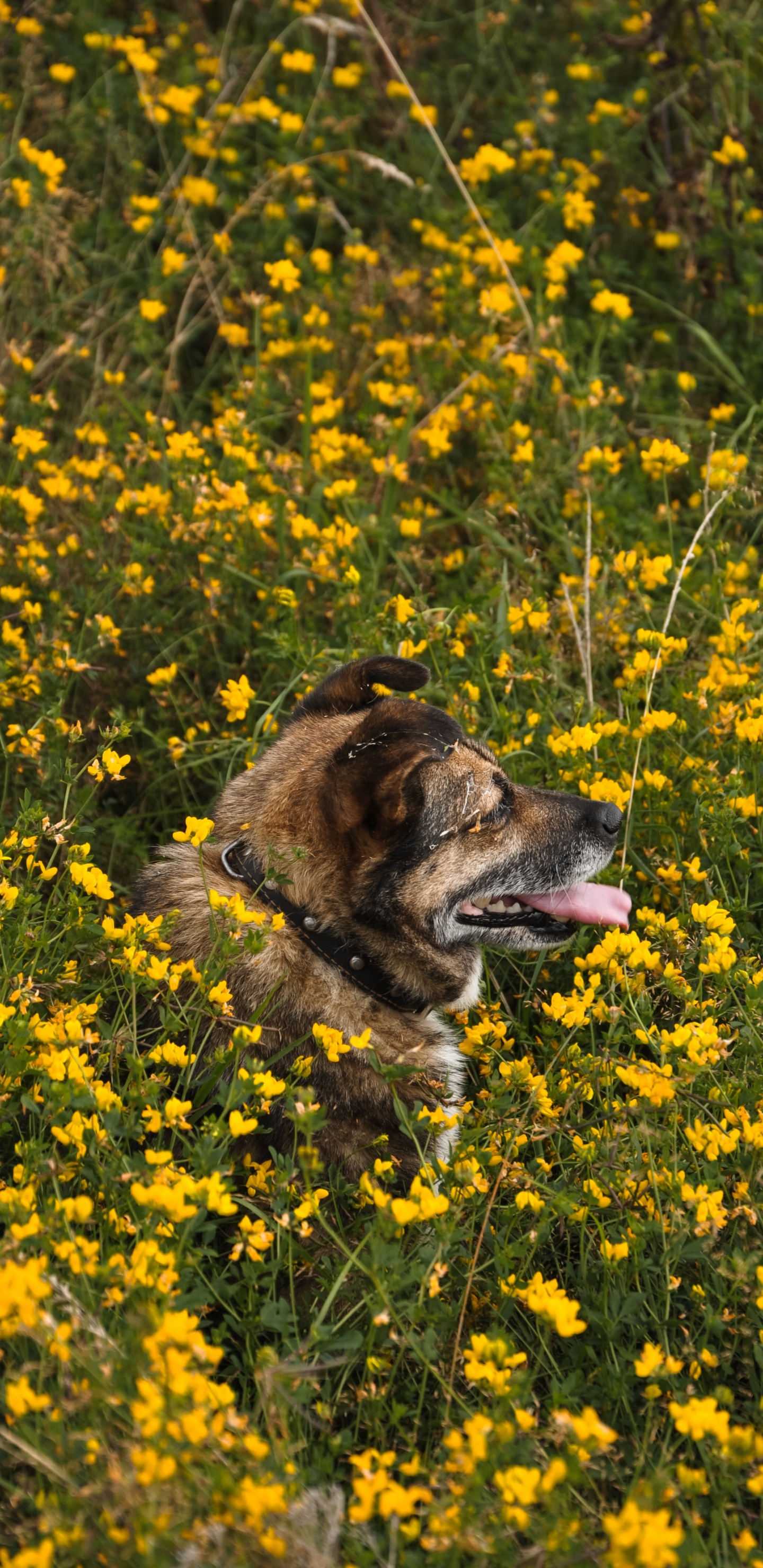 Perro de Pelo Corto Marrón y Negro en Campo de Flores Amarillas Durante el Día. Wallpaper in 1440x2960 Resolution