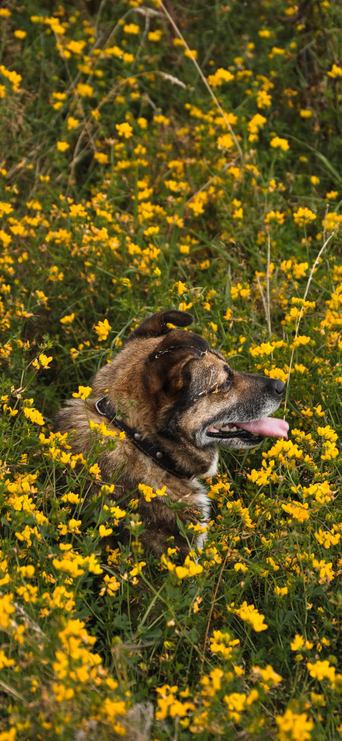 Brauner Und Schwarzer Kurzhaariger Hund Auf Gelbem Blumenfeld Tagsüber. Wallpaper in 1125x2436 Resolution