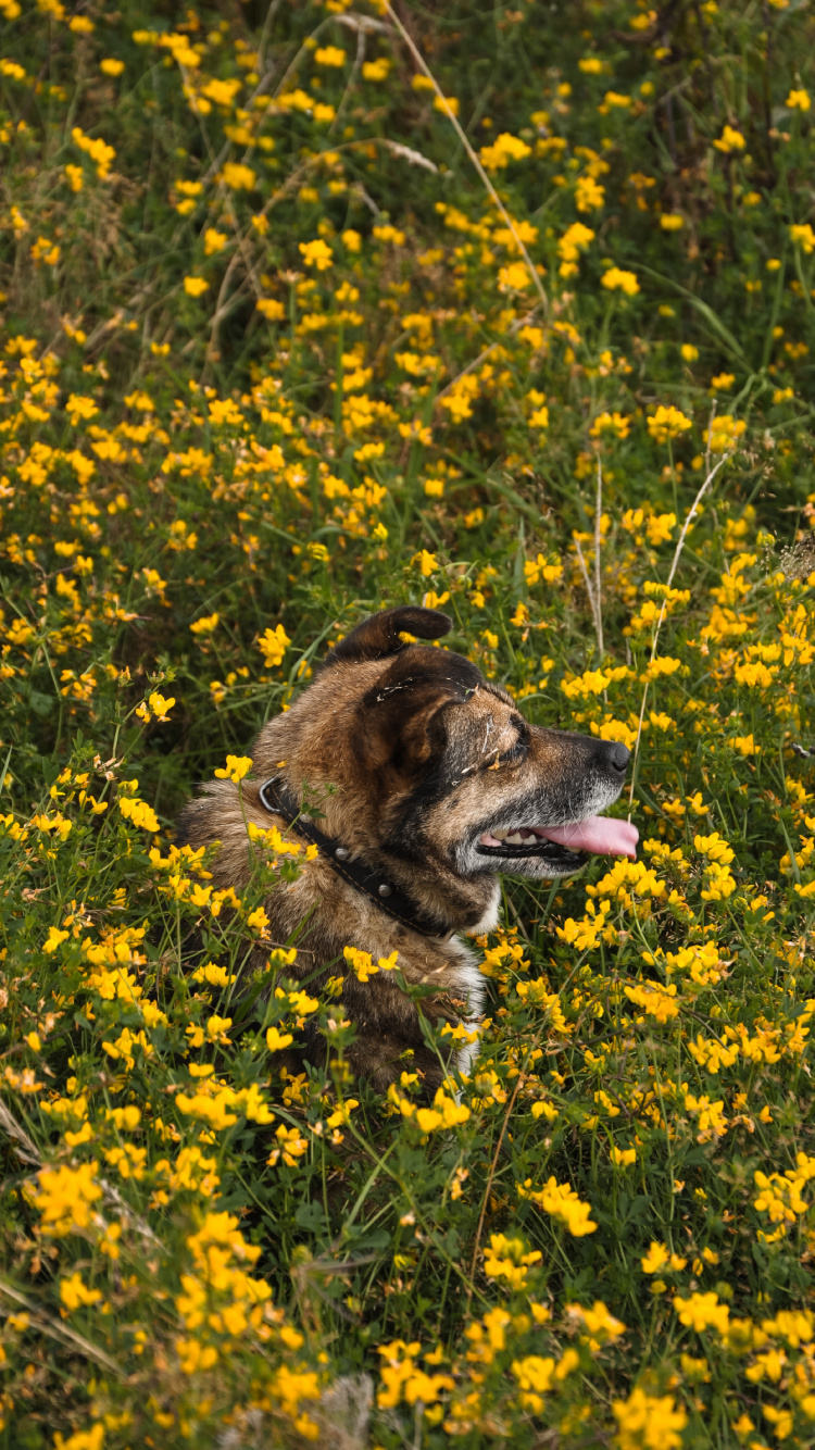 Brauner Und Schwarzer Kurzhaariger Hund Auf Gelbem Blumenfeld Tagsüber. Wallpaper in 750x1334 Resolution