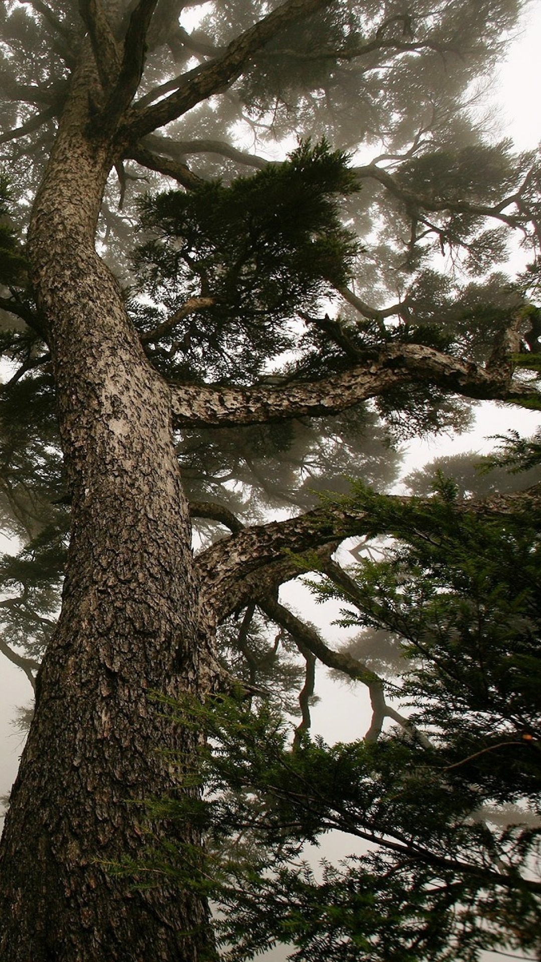 Download 1080x1920 Wallpaper Arbre Vert Sous Ciel Blanc Arbre Vert Sous Ciel Blanc. Wallpaper in 1080x1920 Resolution