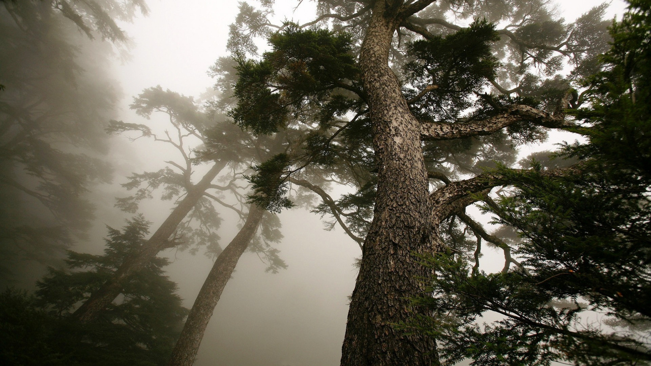 Grüner Baum Unter Weißem Himmel. Wallpaper in 1280x720 Resolution