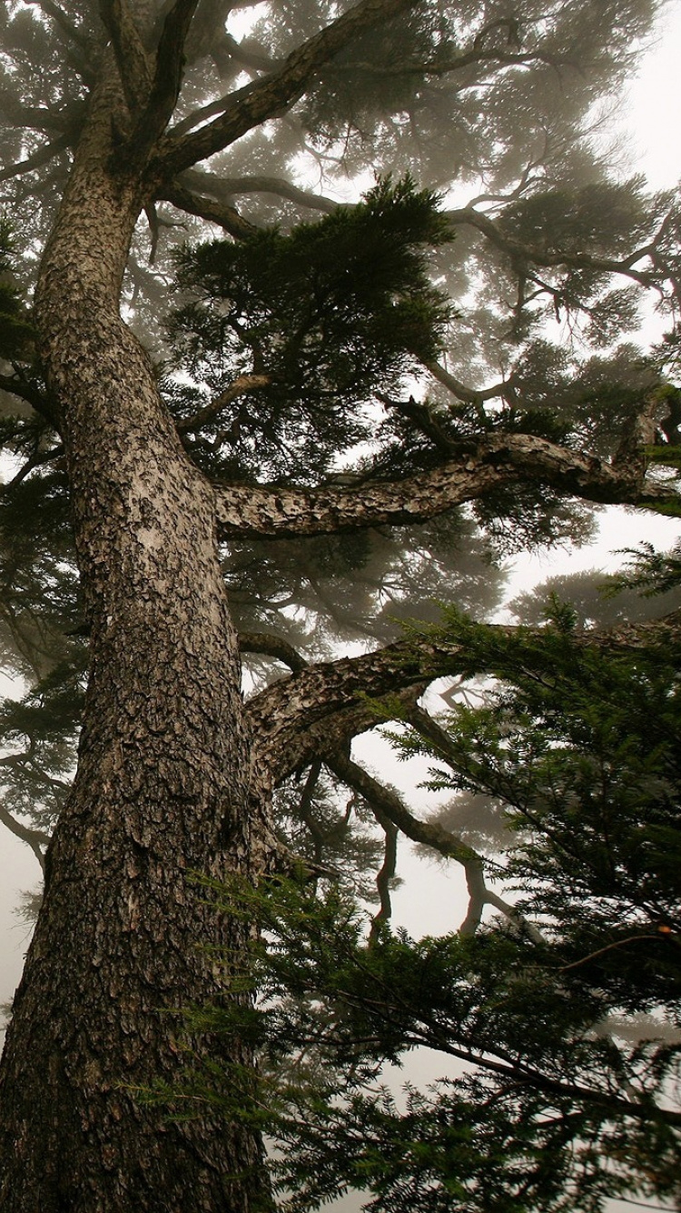 Green Tree Under White Sky. Wallpaper in 750x1334 Resolution