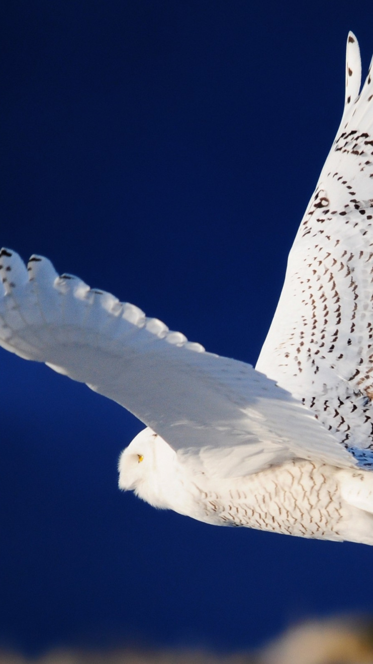 White and Black Bird Flying. Wallpaper in 750x1334 Resolution