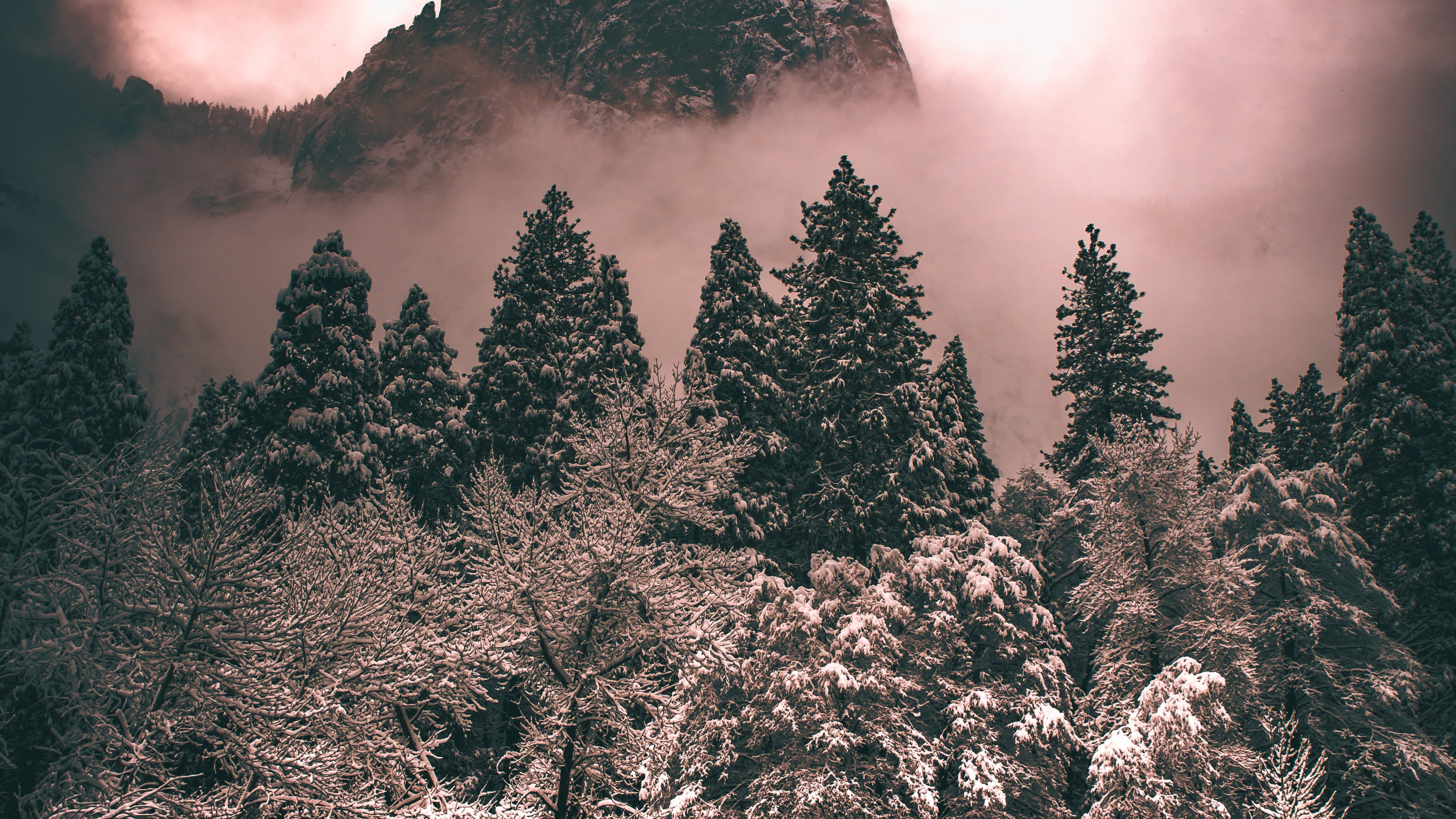 Tree, Cloud, Atmosphere, Plant, Mountain. Wallpaper in 2560x1440 Resolution
