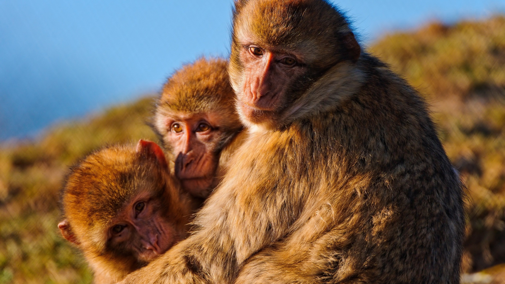 Brown Monkey Sitting on Brown Wooden Surface During Daytime. Wallpaper in 1920x1080 Resolution