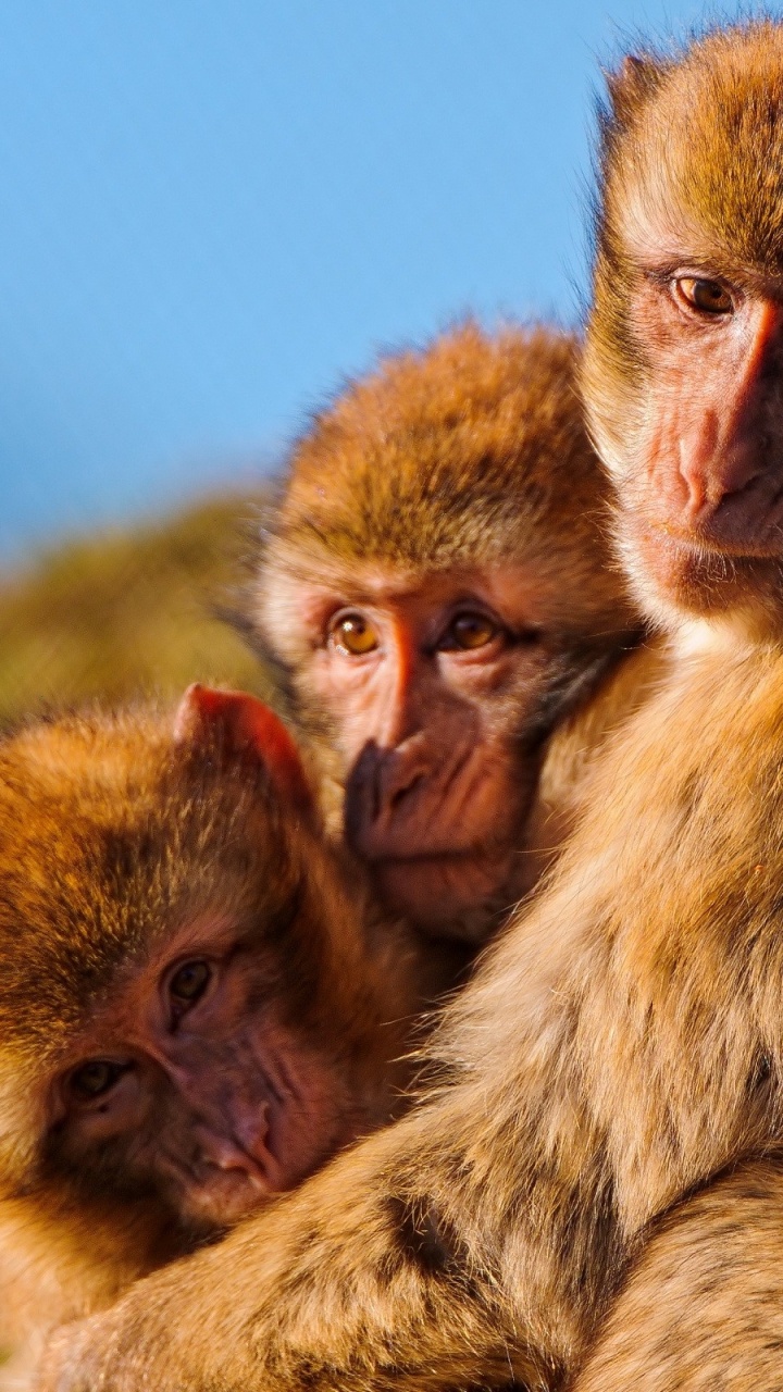 Brown Monkey Sitting on Brown Wooden Surface During Daytime. Wallpaper in 720x1280 Resolution