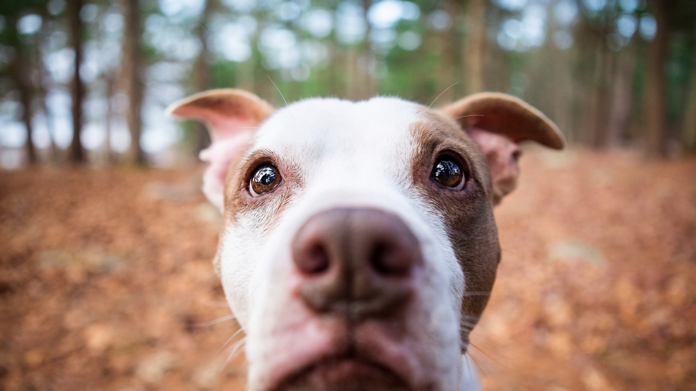 Weißer Und Brauner Amerikanischer Pitbull-Terrier-Mix. Wallpaper in 1366x768 Resolution
