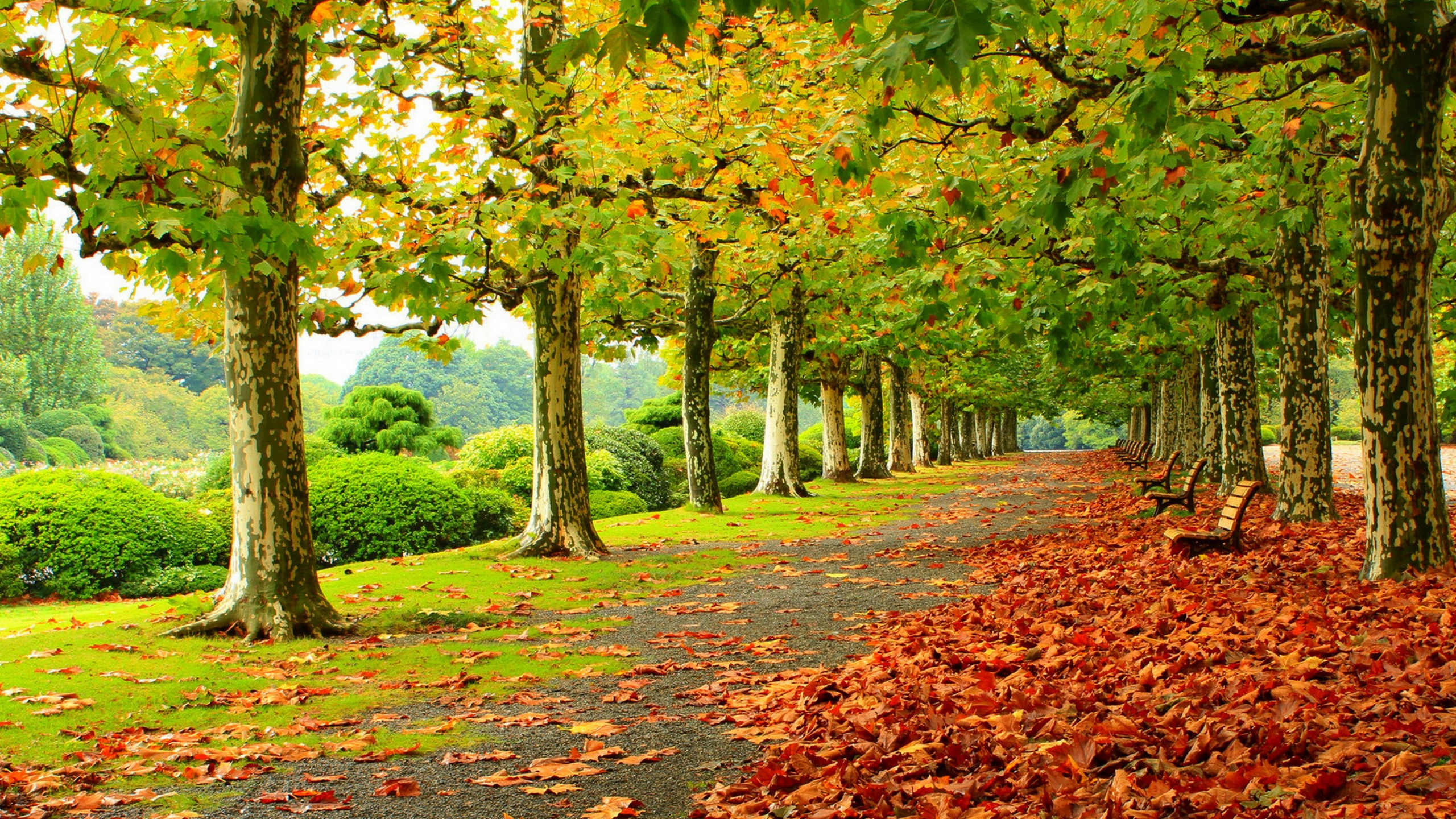 Herbst, Baum, Natur, Blatt, Handhelds. Wallpaper in 2560x1440 Resolution