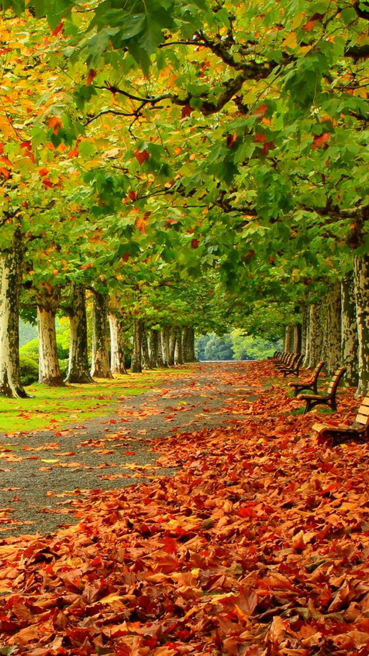 Herbst, Baum, Natur, Blatt, Handhelds. Wallpaper in 720x1280 Resolution