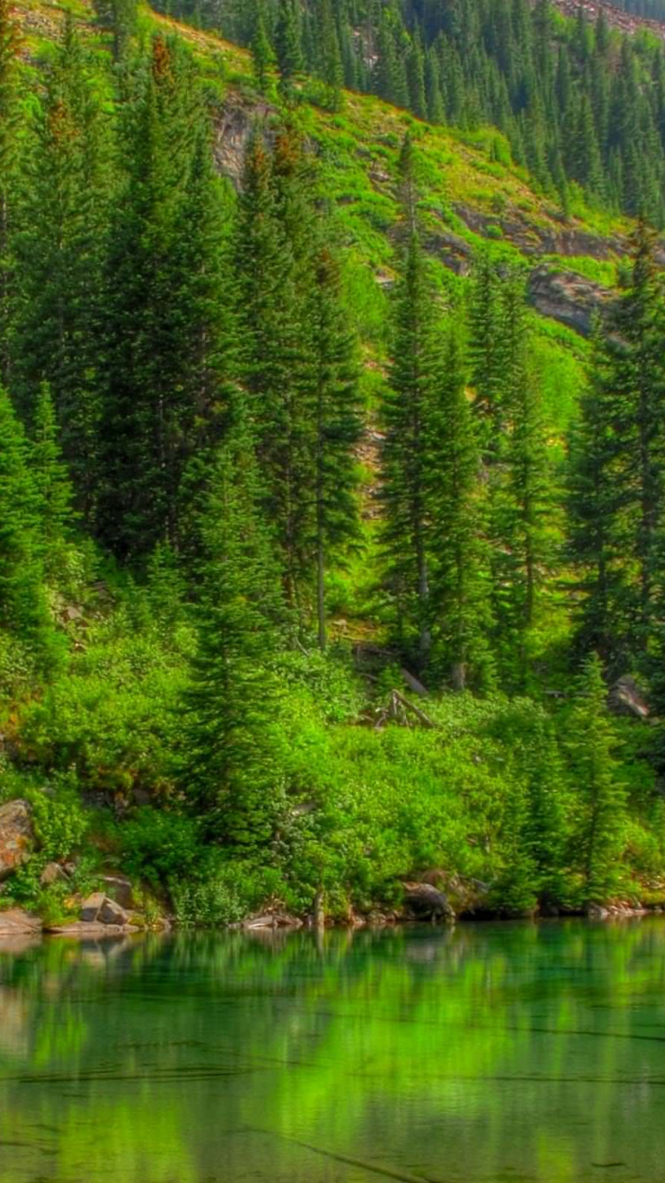 Green Trees Beside Lake During Daytime. Wallpaper in 750x1334 Resolution
