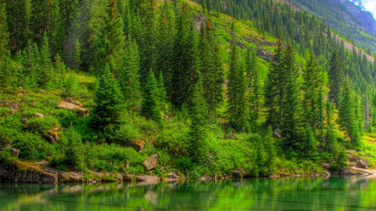 Tagsüber Grüne Bäume am See. Wallpaper in 1280x720 Resolution