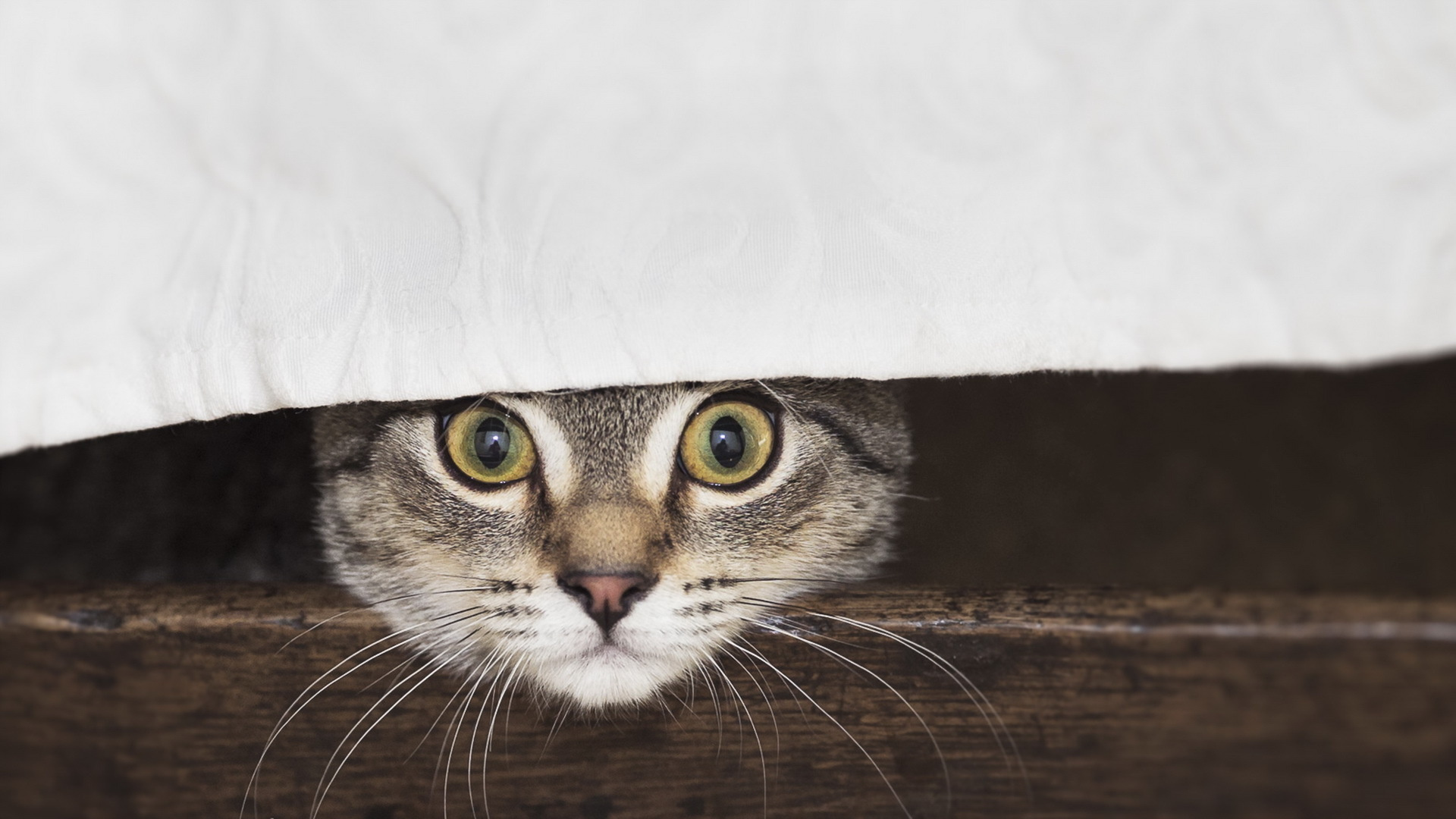 Brown Tabby Cat on Brown Wooden Table. Wallpaper in 1920x1080 Resolution