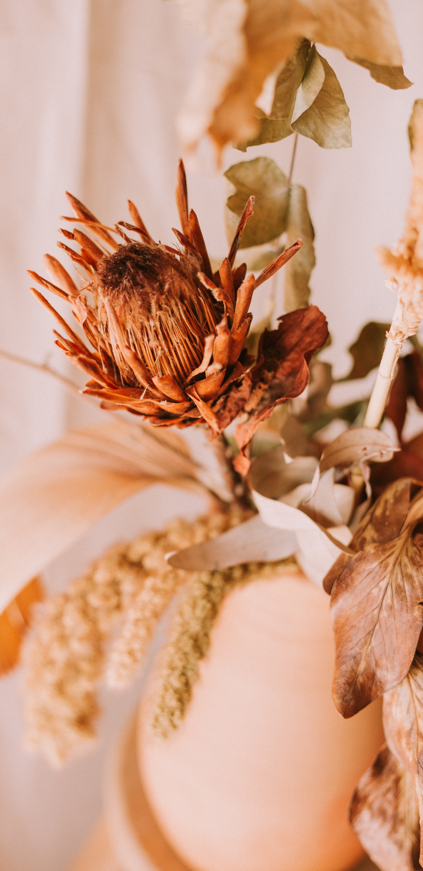 Braune Und Weiße Blütenblätter. Wallpaper in 1440x2960 Resolution