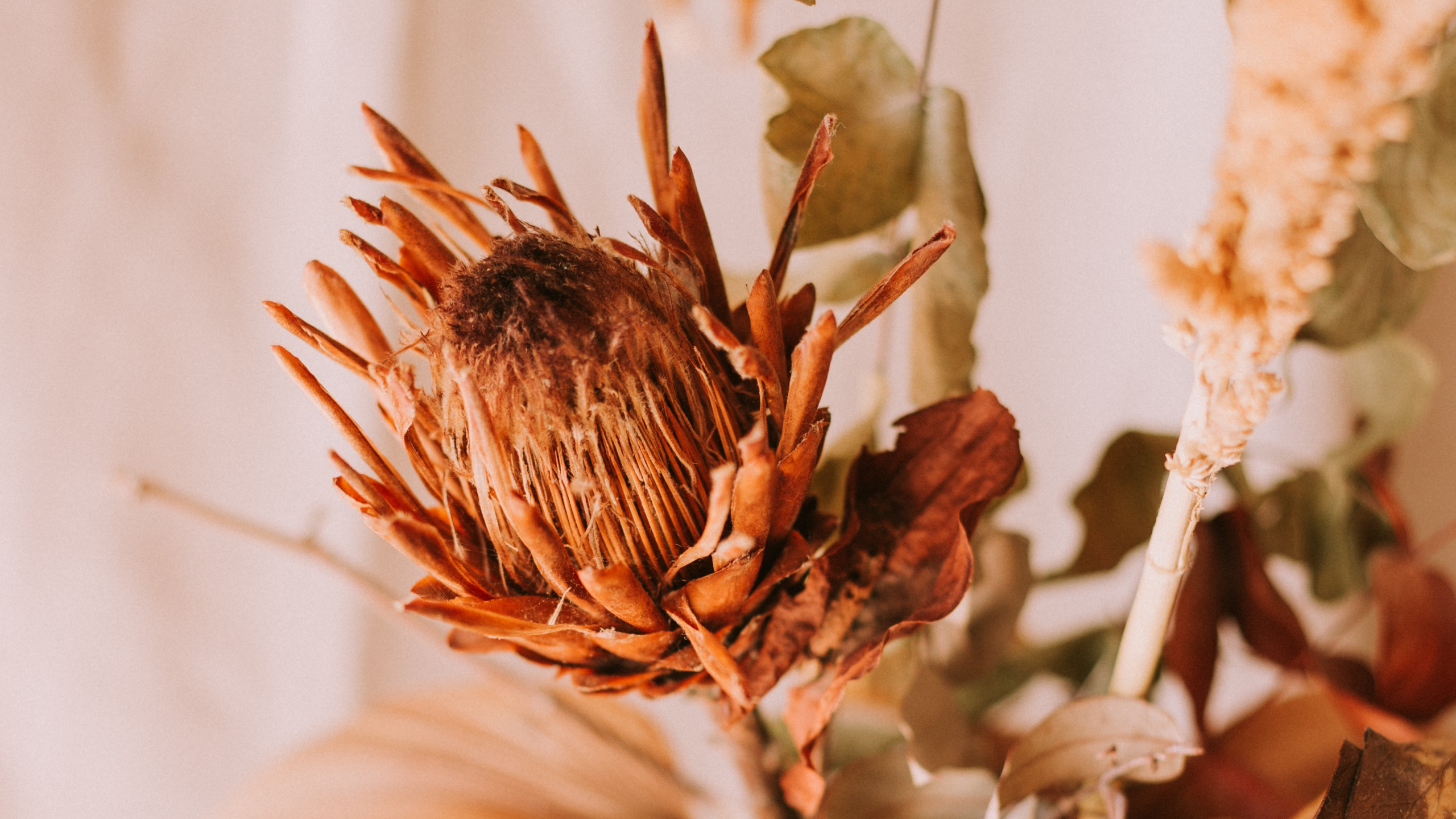 Brown and White Flower Petals. Wallpaper in 2560x1440 Resolution