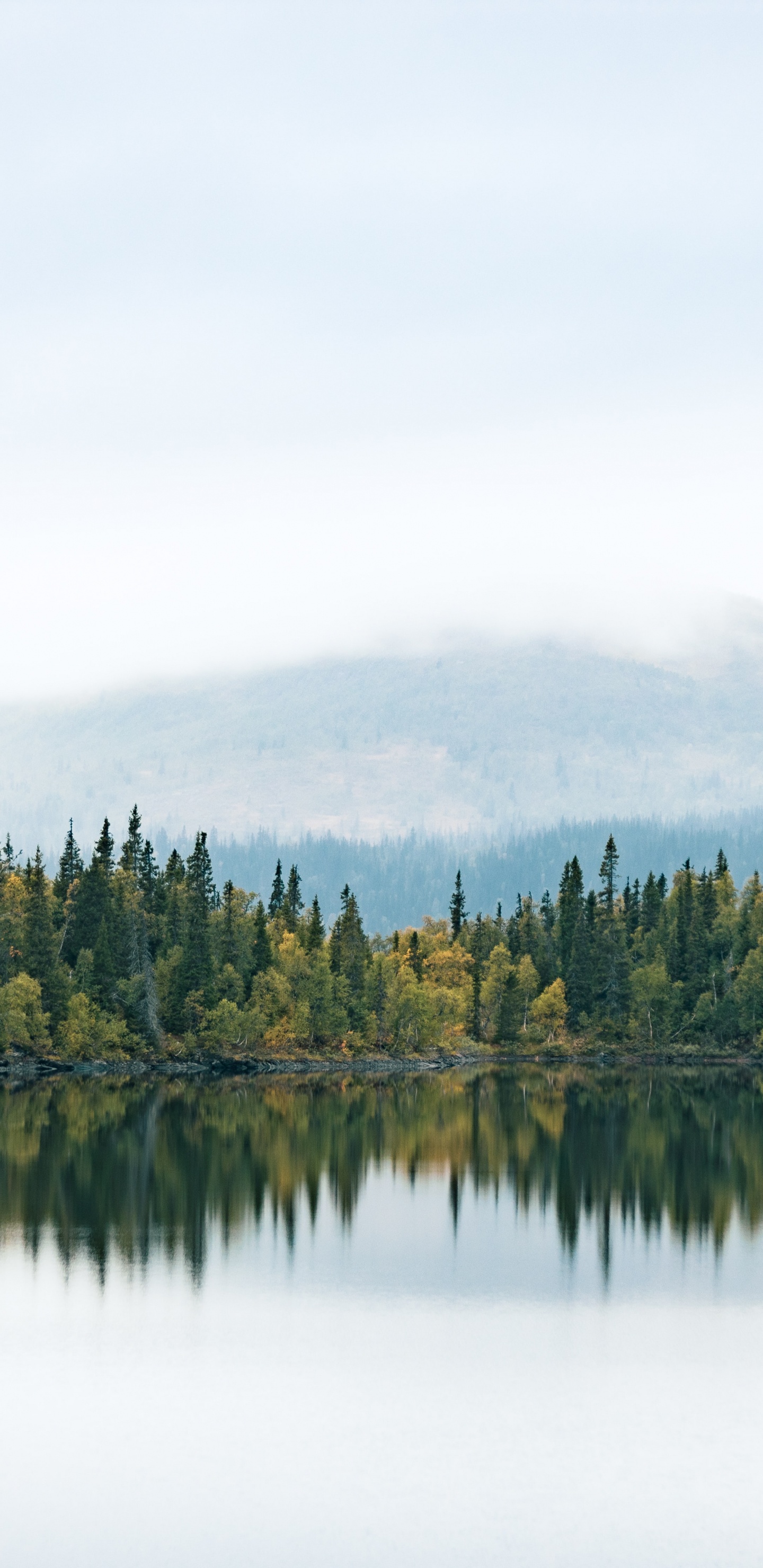 Wasser, Cloud, Naturlandschaft, Lärche, Baum. Wallpaper in 1440x2960 Resolution