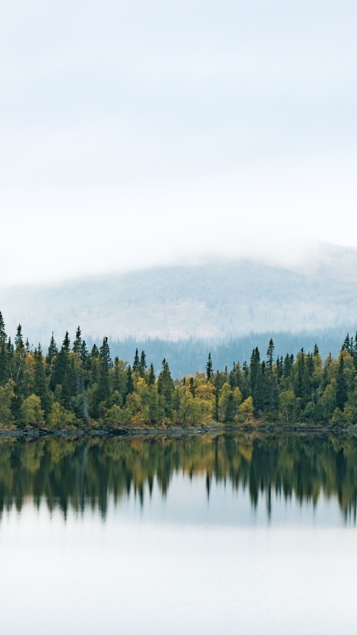 Water, Cloud, Natural Landscape, Larch, Tree. Wallpaper in 720x1280 Resolution