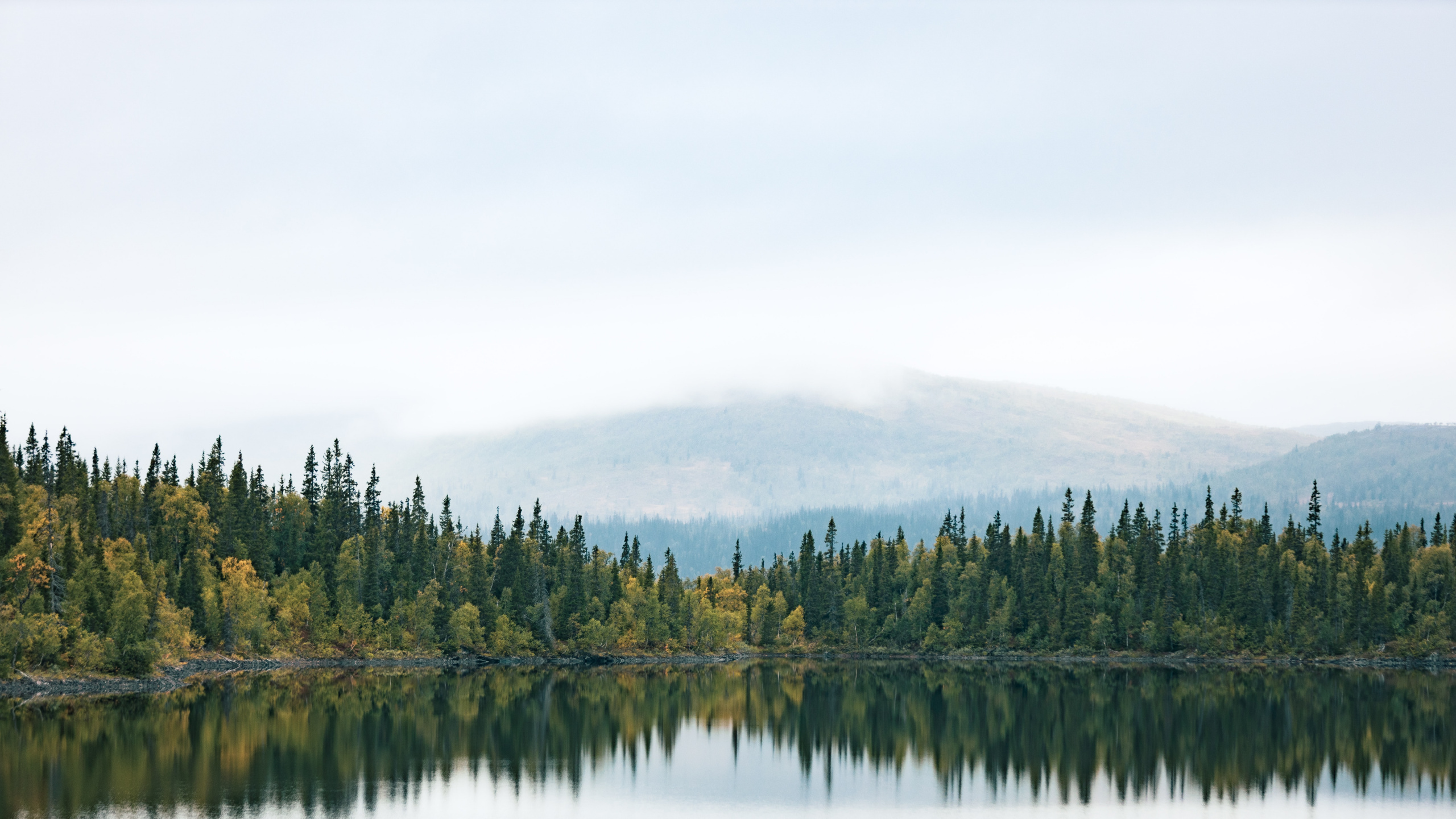 自然景观, 落叶松, Evergreen 壁纸 2560x1440 允许