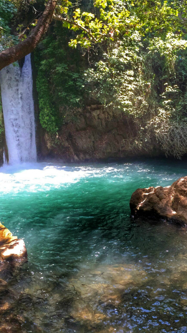 Arbres Verts au Bord de la Rivière Pendant la Journée. Wallpaper in 750x1334 Resolution