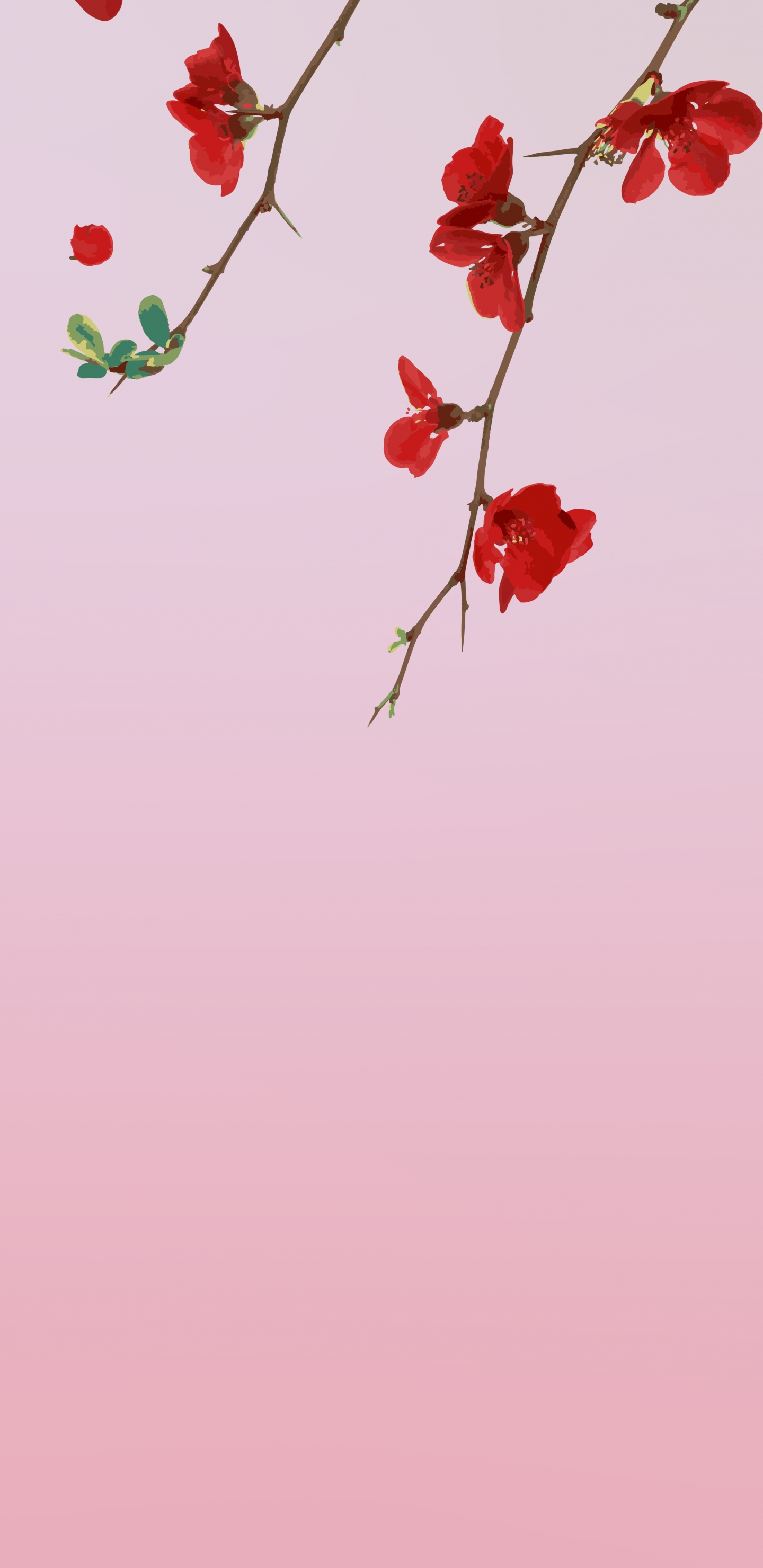 Red, Roses, Pétale, Feuille, Pink. Wallpaper in 1440x2960 Resolution