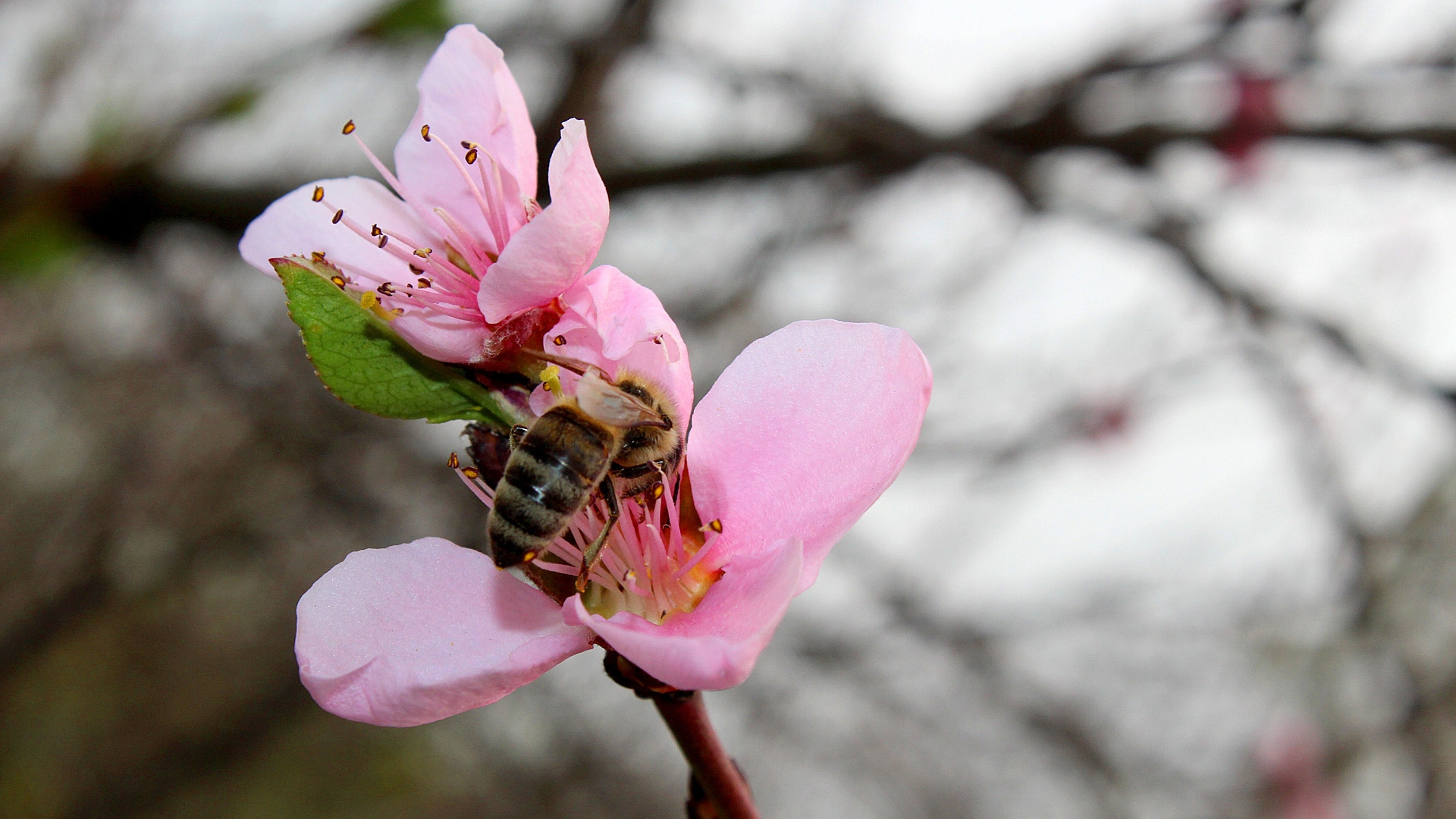 Honeybee Perched on Pink Flower in Close up Photography During Daytime. Wallpaper in 1920x1080 Resolution