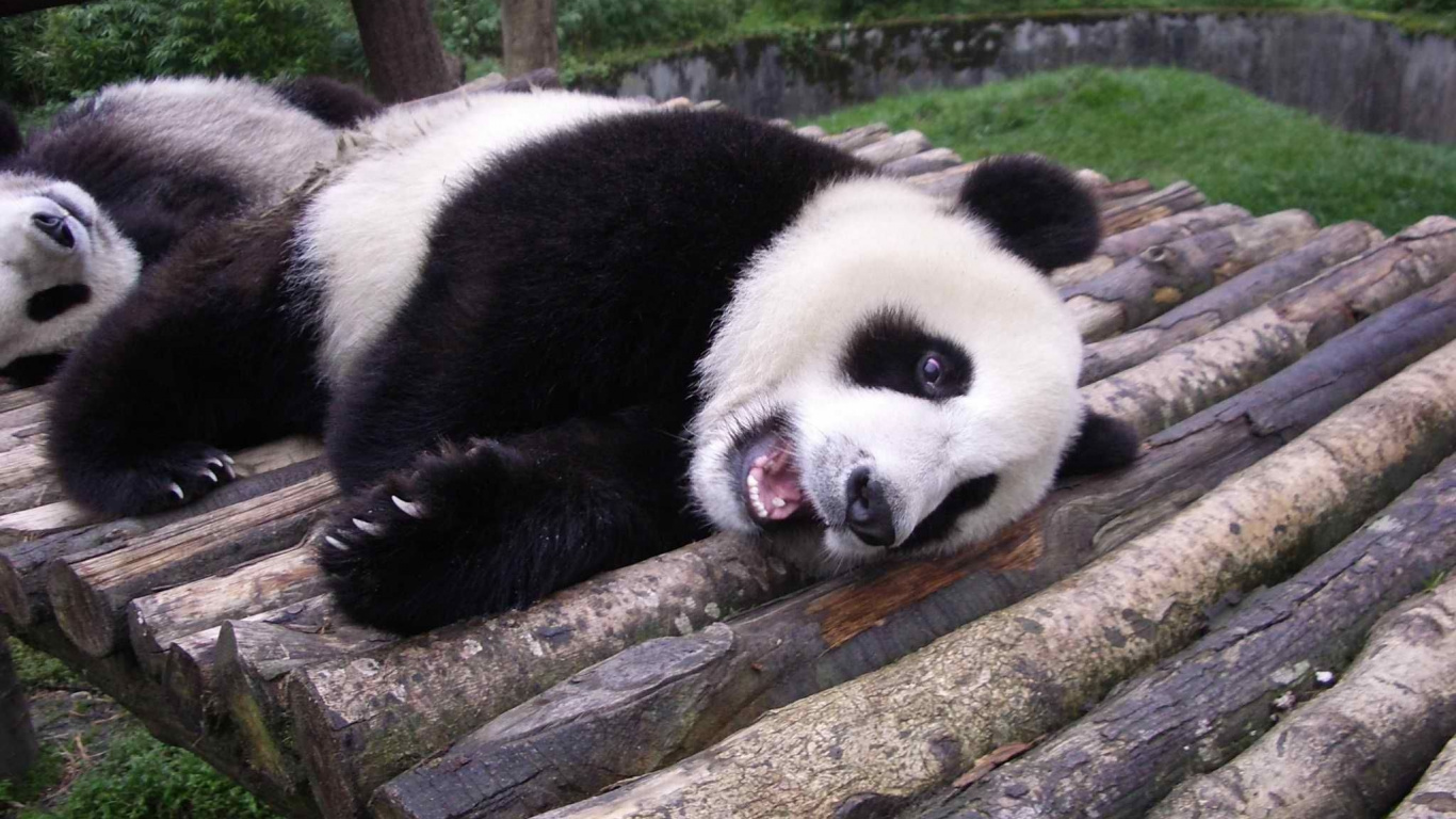 大熊猫, 陆地动物, 熊, 动植物 壁纸 1366x768 允许