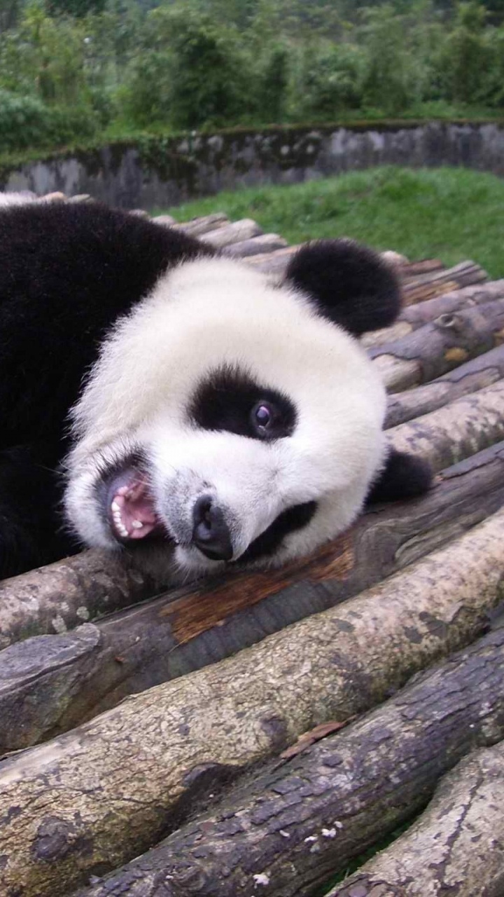 Panda Sur Une Branche D'arbre Pendant la Journée. Wallpaper in 720x1280 Resolution