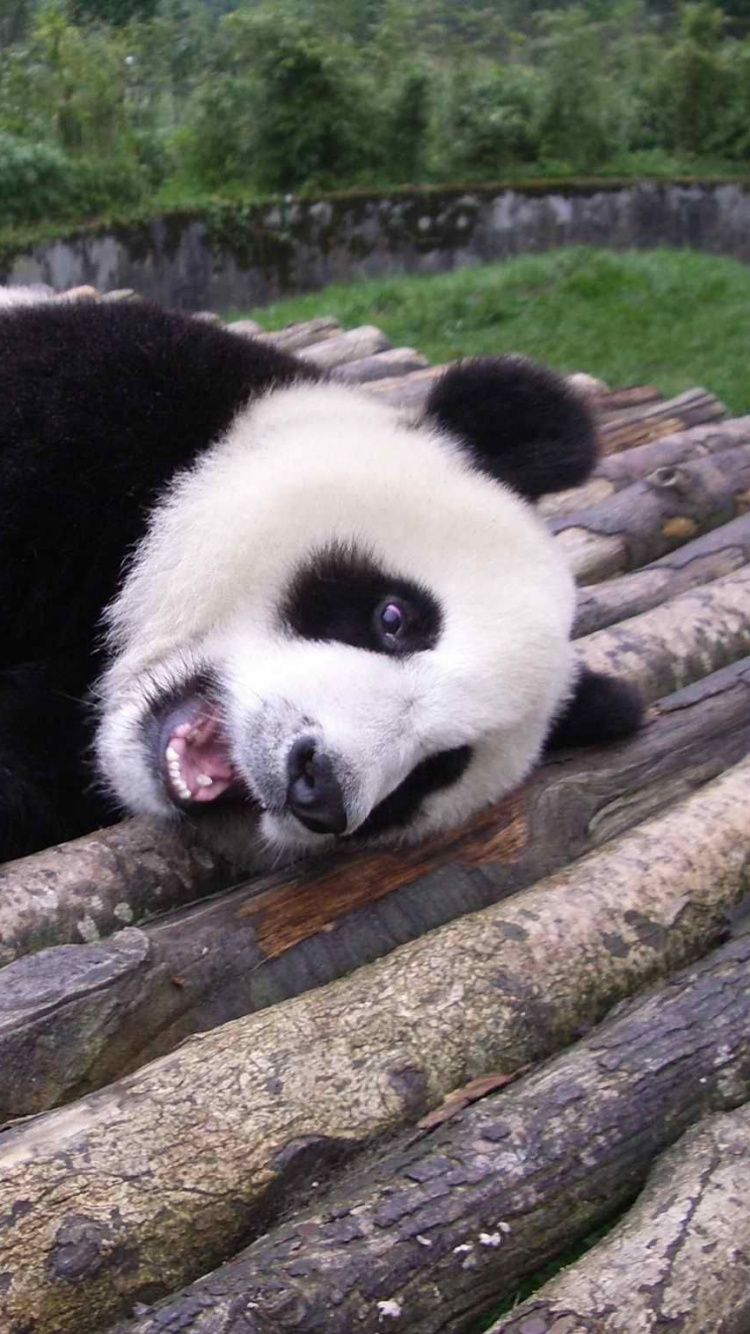 Panda Auf Ast Tagsüber During. Wallpaper in 750x1334 Resolution