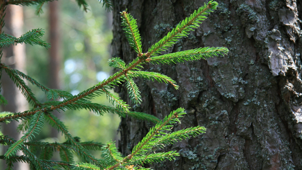 Green Pine Tree Branch in Close up Photography. Wallpaper in 1280x720 Resolution
