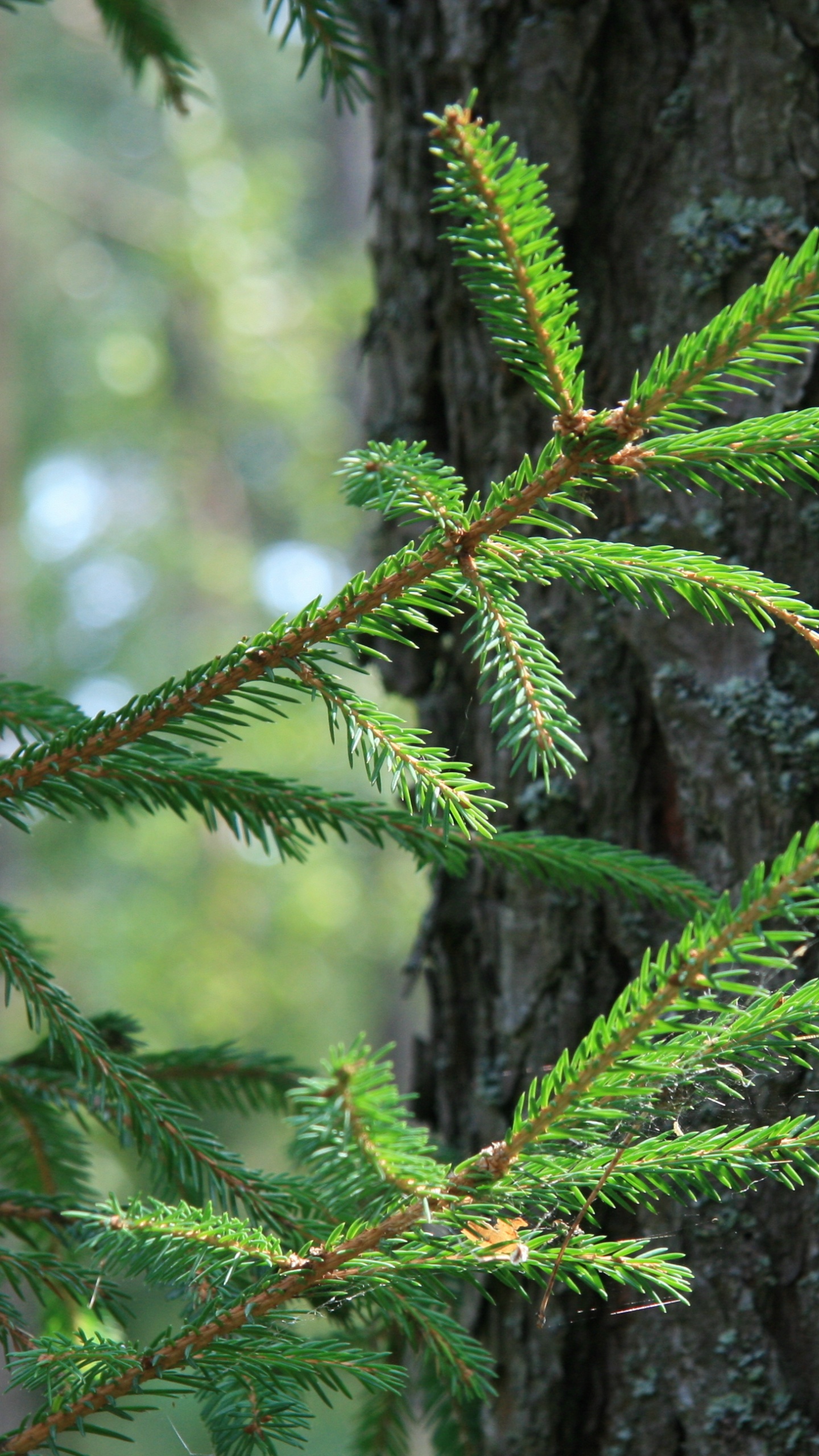 云杉, Fir, 针, 针叶树, 森林 壁纸 1440x2560 允许