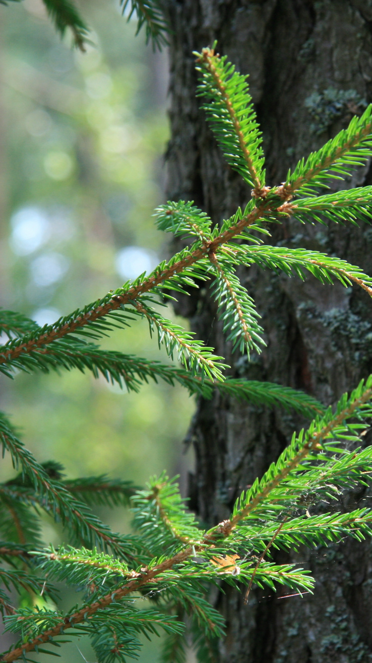 云杉, Fir, 针, 针叶树, 森林 壁纸 750x1334 允许