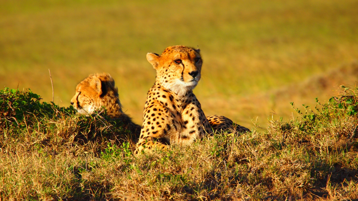 Cheetah on Green Grass Field During Daytime. Wallpaper in 1366x768 Resolution