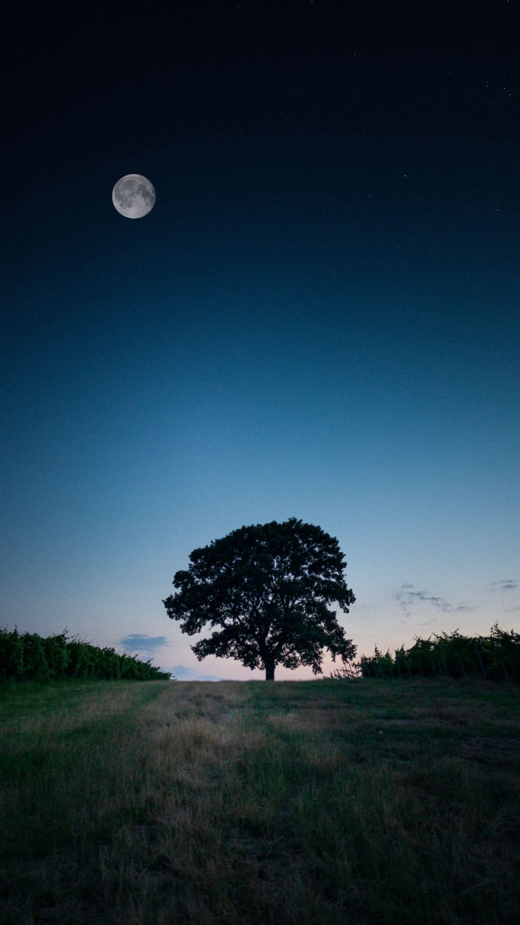 Luna, Ambiente, Naturaleza, Paisaje Natural, Sucursal. Wallpaper in 750x1334 Resolution