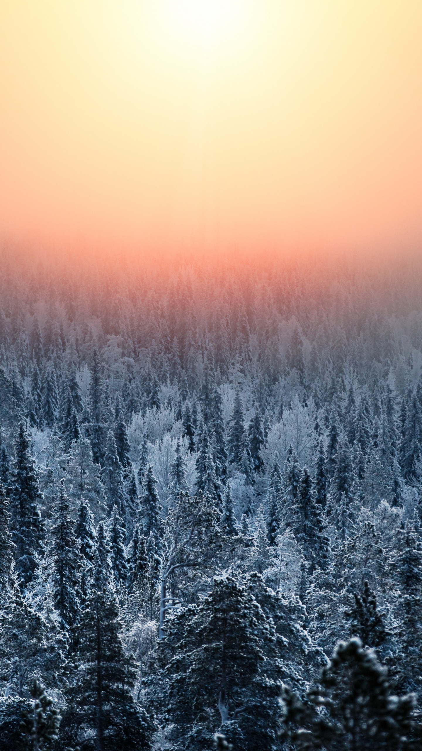 Natur, Naturlandschaft, Winter, Blau, Baum. Wallpaper in 1440x2560 Resolution