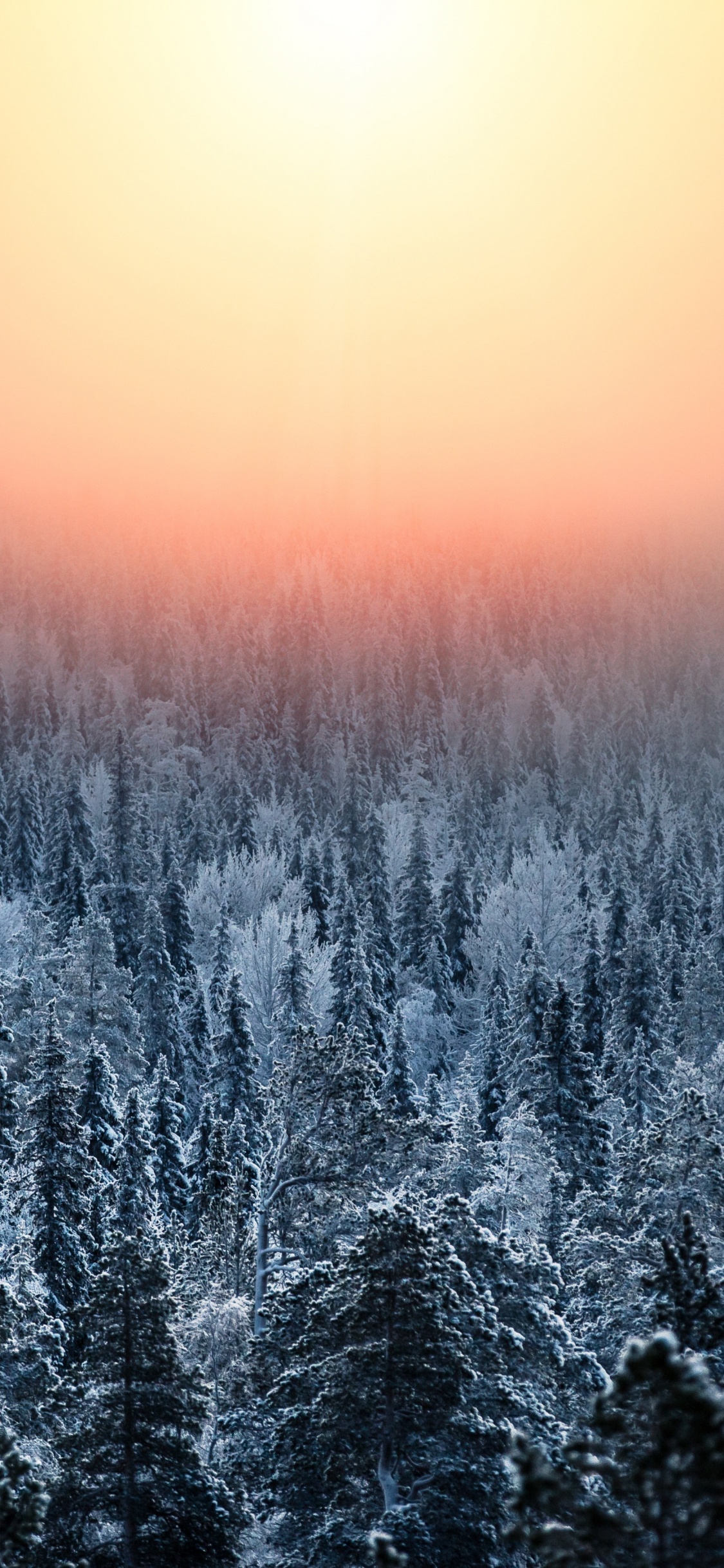 Naturaleza, Paisaje Natural, Invierno, Azul, Mañana. Wallpaper in 1125x2436 Resolution