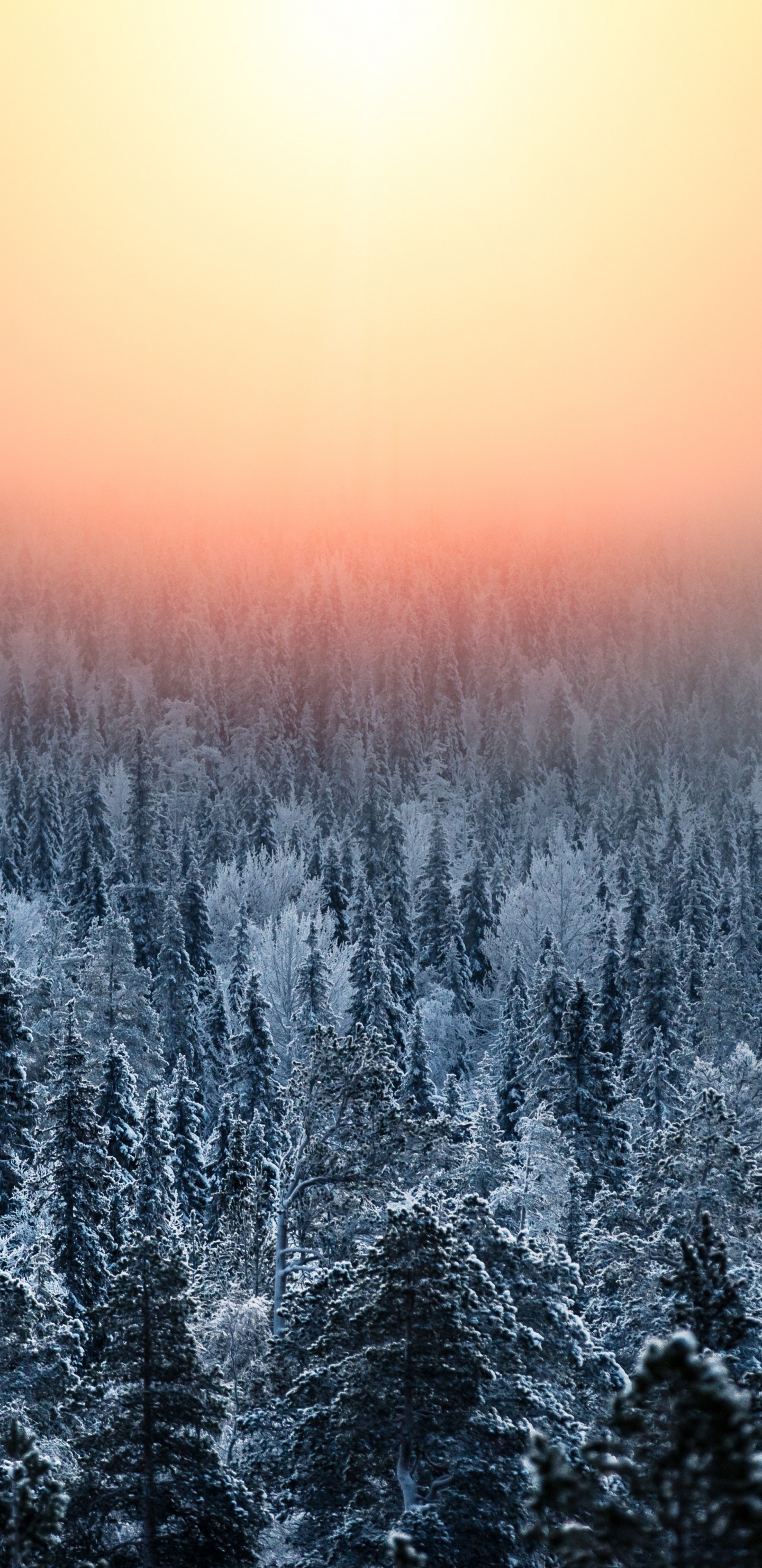 Naturaleza, Paisaje Natural, Invierno, Azul, Mañana. Wallpaper in 1440x2960 Resolution